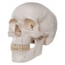 Crani didattici