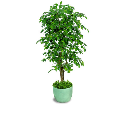 Ficus exotica almora artificiale h9301