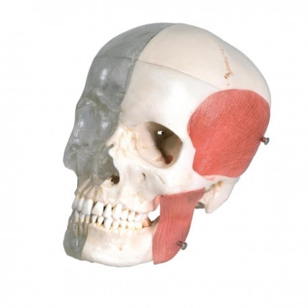 cranio-didattico-combinato-trasparente-osseo-h31702