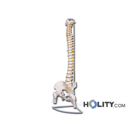 colonna-vertebrale-anatomica-h1334