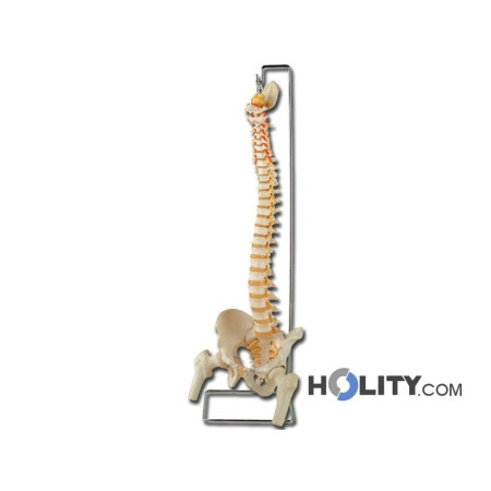 modello-colonna-vertebrale-h1335