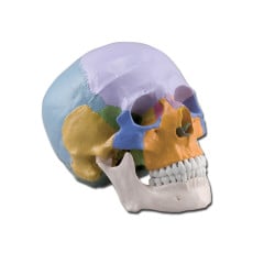 cranio-didattico-colorato-h1331
