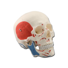 cranio-didattico-muscolare-h1332