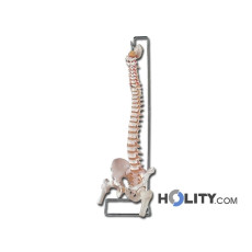modello-colonna-vertebrale-con-femori-e-osso-sacro-h1337