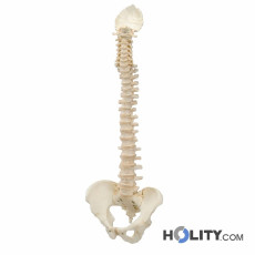modello-colonna-vertebrale-h31704