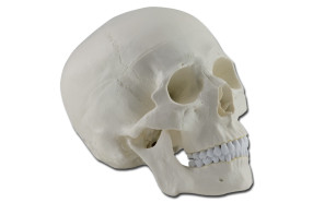 modello-didattico-cranio-umano-h1333