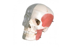 cranio-didattico-combinato-trasparente-osseo-h31702