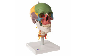 cranio-didattico-su-vertebre-cervicali-h31703