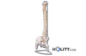 colonna-vertebrale-anatomica-h1334