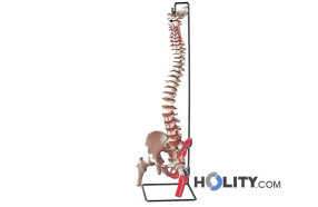 modello-colonna-vertebrale-h1336