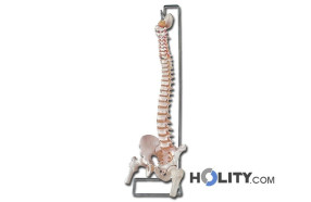 modello-colonna-vertebrale-con-femori-e-osso-sacro-h1337