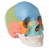 cranio-umano-didattico-scomponibile-in-22-parti-h31701-secondaria