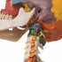 cranio-didattico-su-vertebre-cervicali-h31703-secondaria