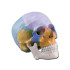 cranio-didattico-colorato-h1331
