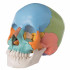 cranio-umano-didattico-scomponibile-in-22-parti-h31701